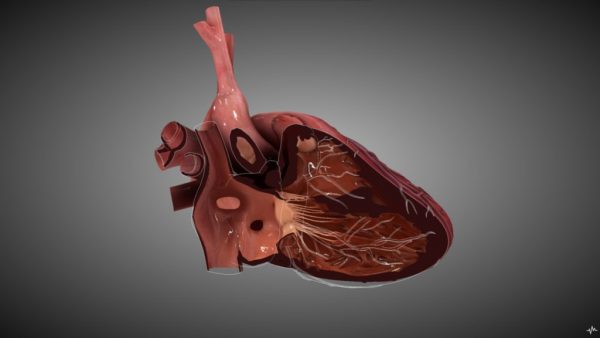 SIMULADOR PARA ECOCARDIOGRAFIA ETE Y ETT