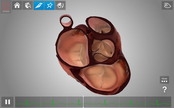 Anatomía cardíaca y ecografía