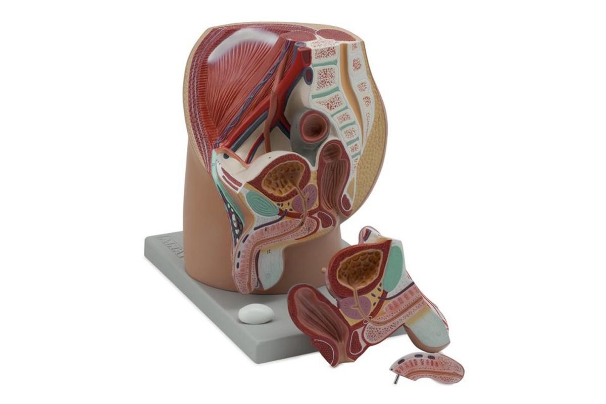 modelos anatómico de pelvis masculina en corte sagital