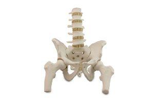 Modelo de pelvis con vertebras lumbares 4ª y 5ª y cabezas de femur