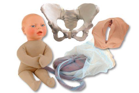 Model for visual demonstration of childbirth | More Than Simulators