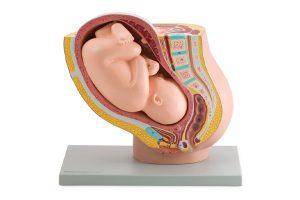 Modelo de pelvis femenina en sección medial con embarazo de 40 semanas - Tamaño natural - 2 Partes